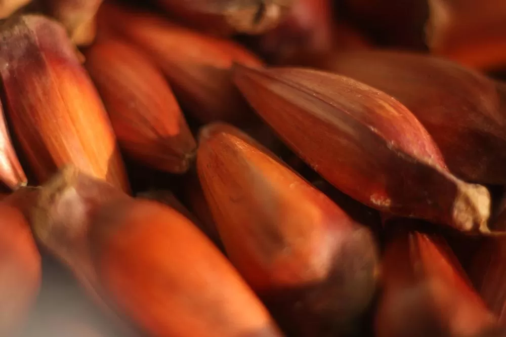 IAT reforça mudança na temporada do pinhão: venda começa em 15 de abril Foto: UEM