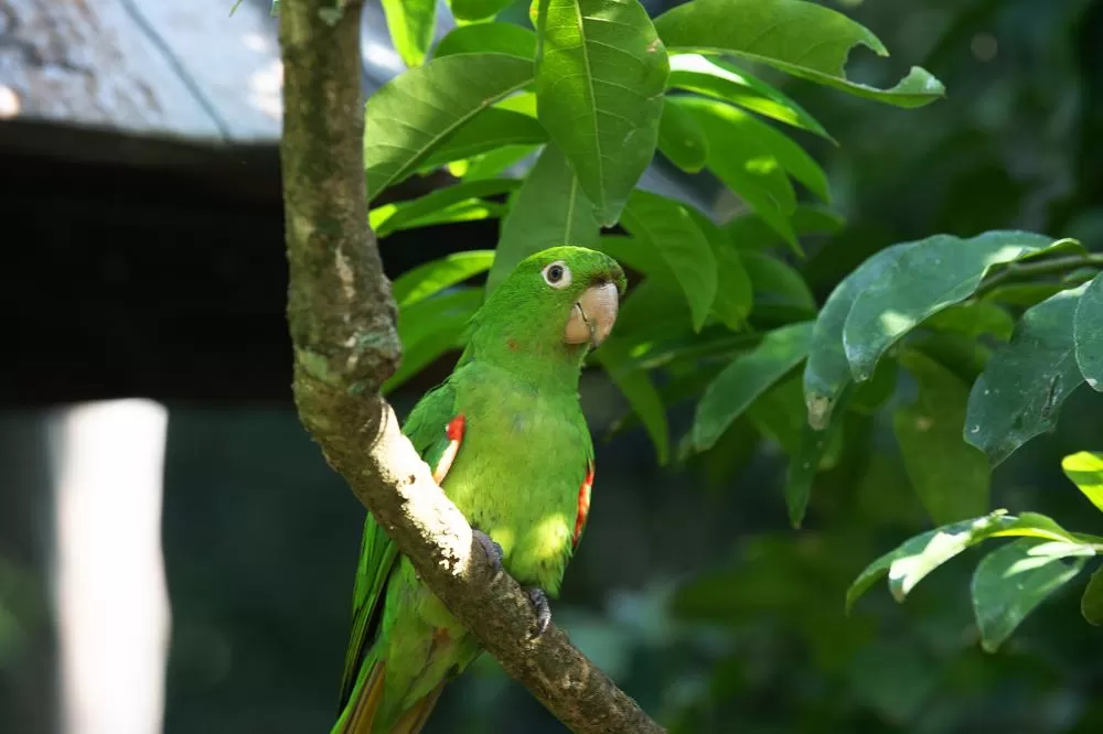IAT reforça cuidados para a criação de animais silvestres de forma legal Foto: Denis Ferreira Netto/SEDEST