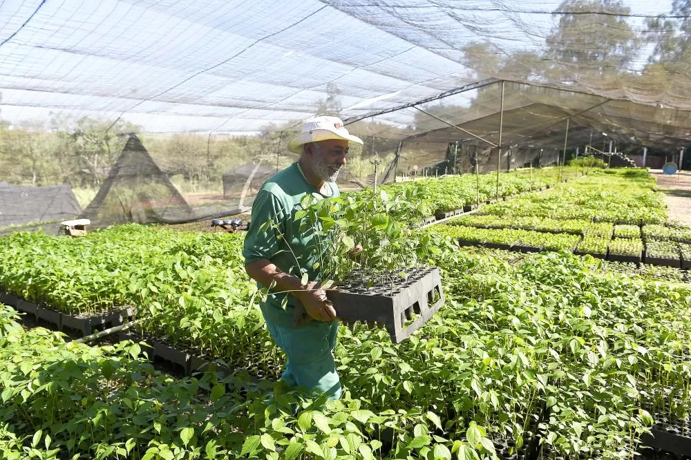 Governo do Estado estima ampliar em 20% o número de espécies produzidas pelos viveiros florestais e laboratórios de sementes do Instituto Água e Terra até 2027 Foto: Denis Ferreira Netto/SEDEST