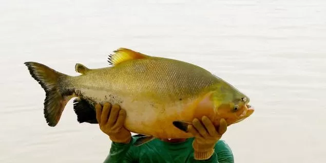 A 19ª Feira do Peixe de Foz do Iguaçu vem aí!