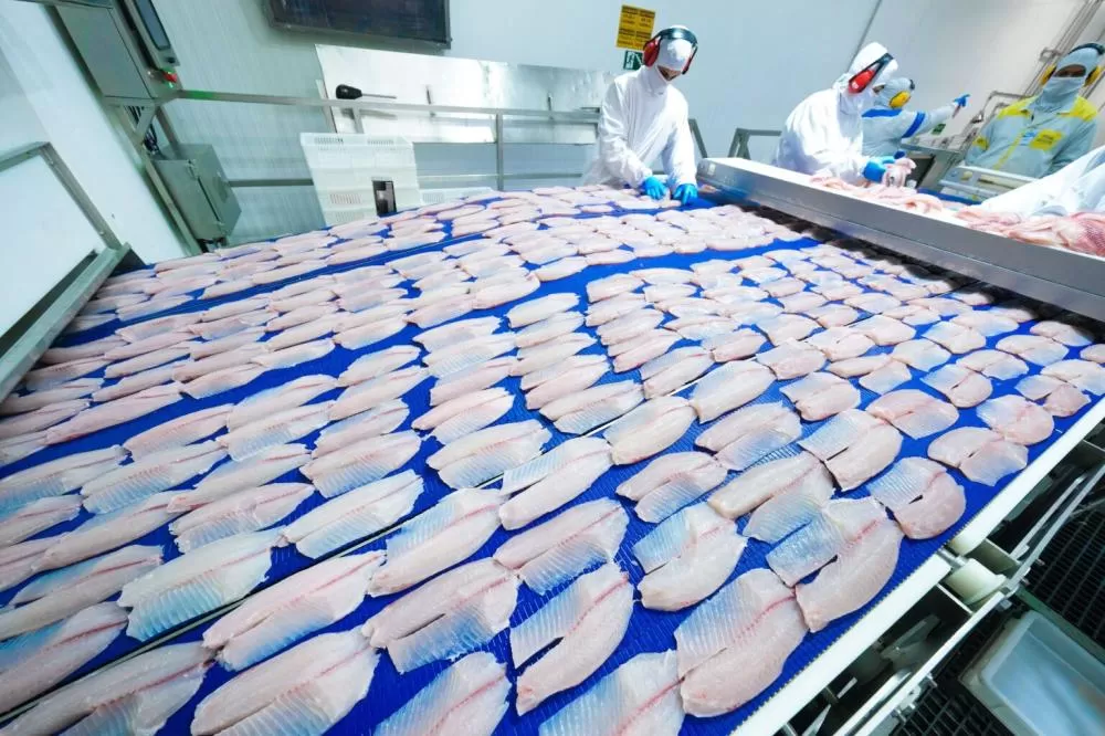 Na C.Vale são processados diariamente cerca de 240 mil peixes. Fotos: Renan Pereira/C.Vale.