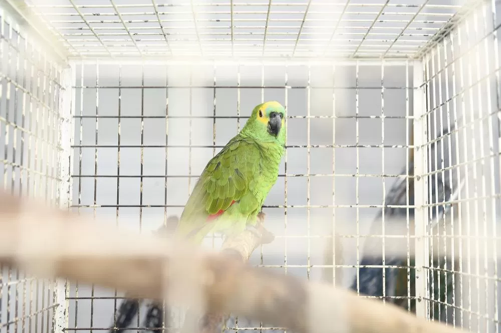 IAT e Unicentro renovaram o convênio para atendimento à fauna silvestre vitimada por mais dois anos. Foto: Denis Ferreira Netto/SEDEST