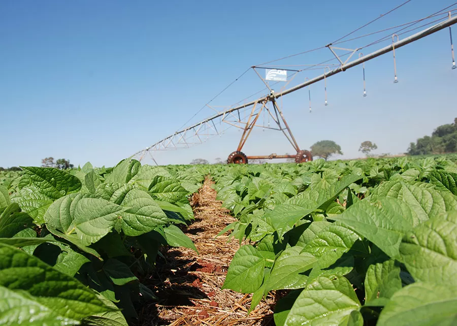 A utilização do inoculante solubilizador de fosfato melhorou o desempenho do feijoeiro: houve aumento da massa seca da raiz, da parte aérea e do número de vagens entre outros resultados
