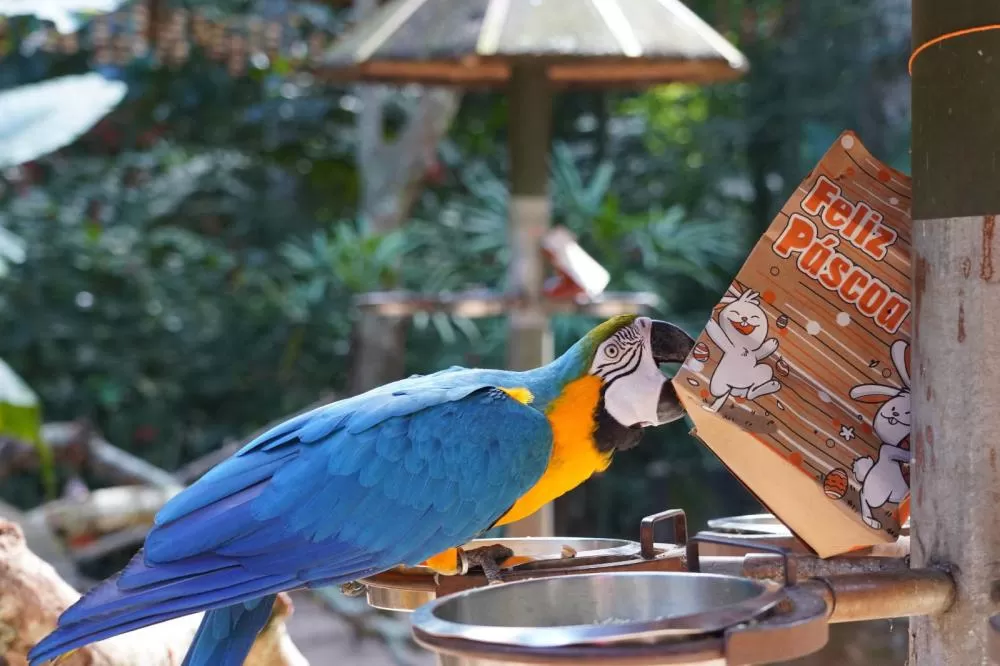 Páscoa é oportunidade de fazer turismo e conhecer atrativos ao redor do Paraná; confira dicas Foto: Parque das Aves