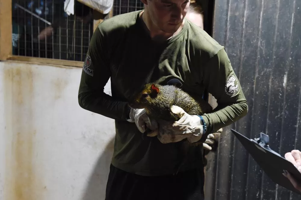 IAT resgata 29 cutias e 9 pacas de criadouro irregular em Cantagalo, no Centro-Sul Foto: Denis Ferreira Netto/SEDEST