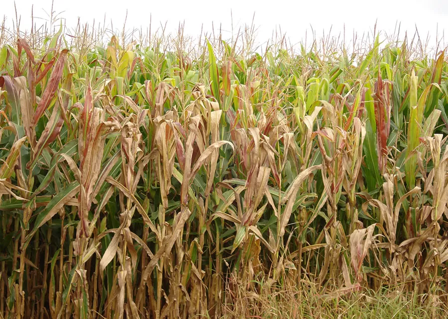 Foto: Charles Oliveira