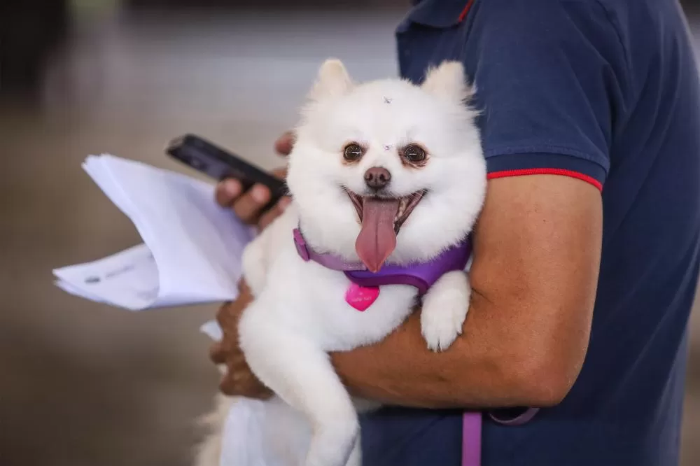 Estado prorroga o prazo para inscrição de OSCs no Conselho de Direitos Animais Foto: IAT
