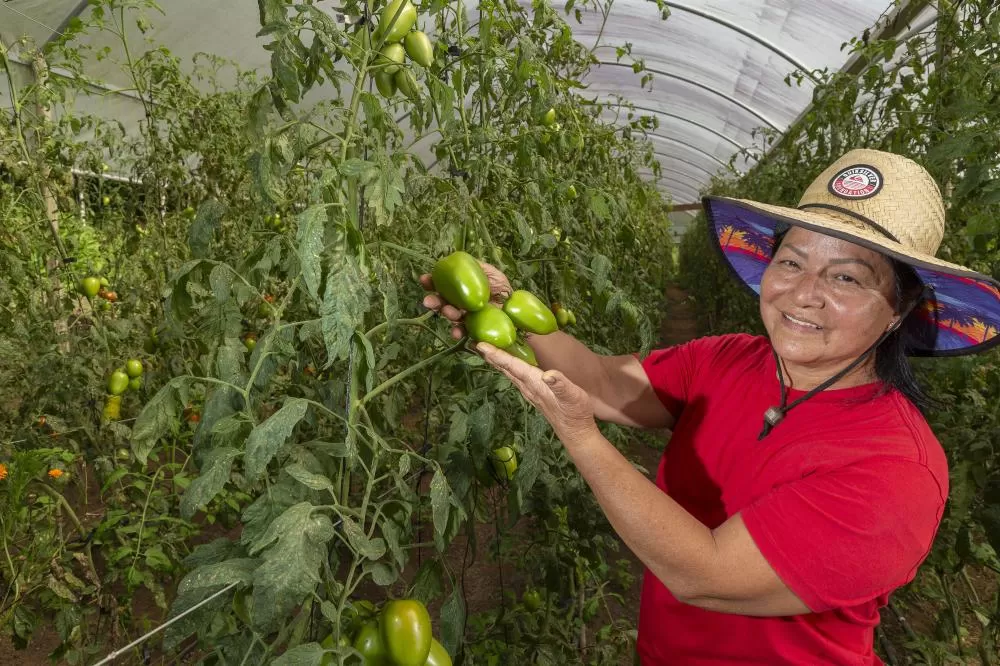 Produtora de orgânicos Edna Vargas recebe equipe do TECPAR para vistoria de documentos Foto: Hedeson Alves/TECPAR