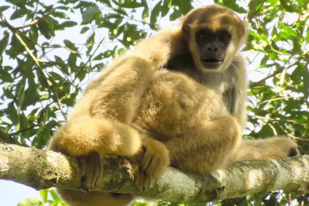 Monos de Castro IAT finaliza detalhes para criação da 75ª Unidade de Conservação do Paraná Foto: Robson Hack (Muriqui do Sul)