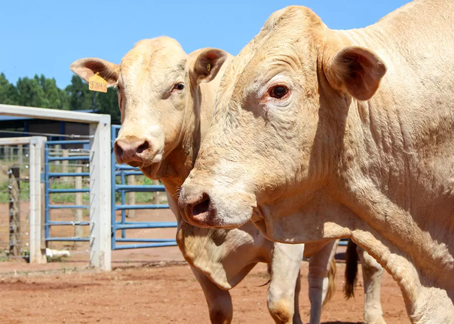 Foto: Juliana Sussai