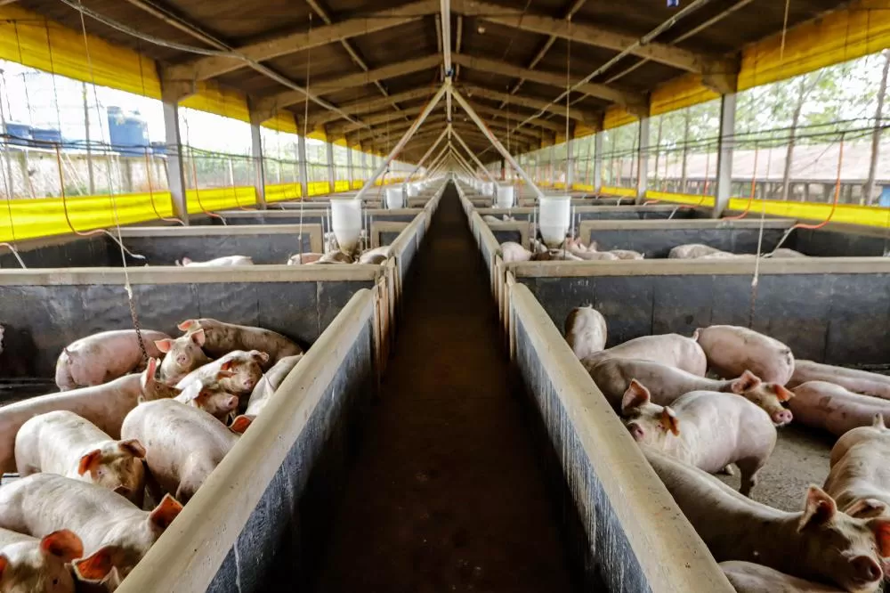 Foto: Roberto Dziura Jr/AEN