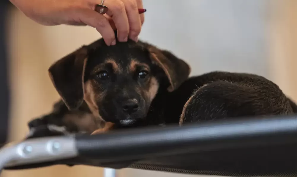 © Paulo Pinto/Agência Brasil