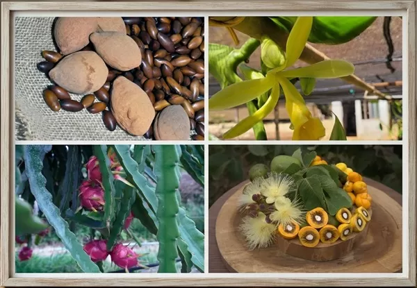 Núcleo de Comunicação Organizacional - NCO Embrapa Cerrados