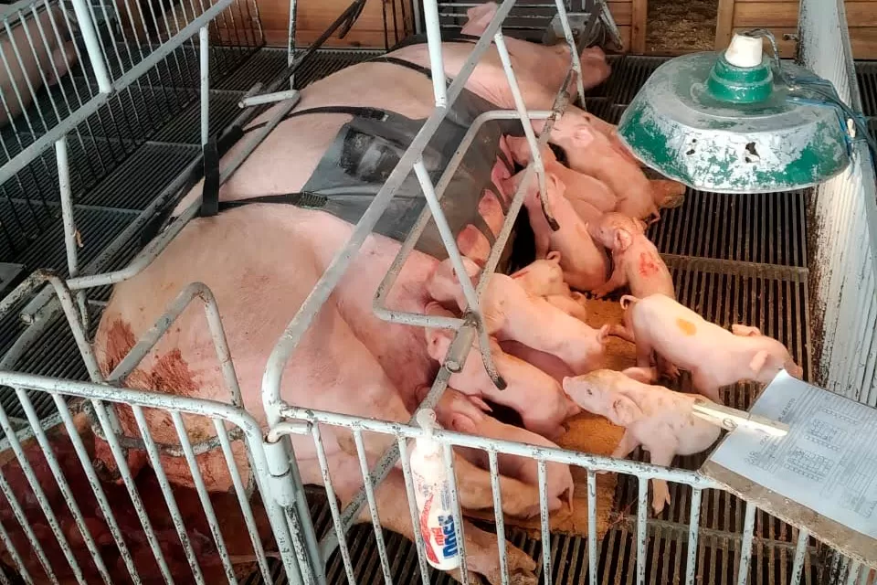 Tecnologia e bem-estar animal: startup paranaense avança na suinocultura com apoio do Anjo Inovador Foto: Pigma Desenvolvimentos