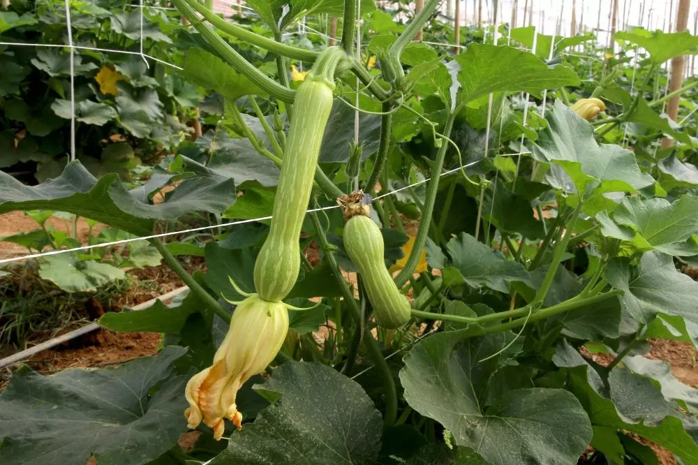 Produção de abobrinha se consolida no Paraná e movimenta mais de R$ 100 milhões Foto: Jaelson Lucas/Arquivo AEN