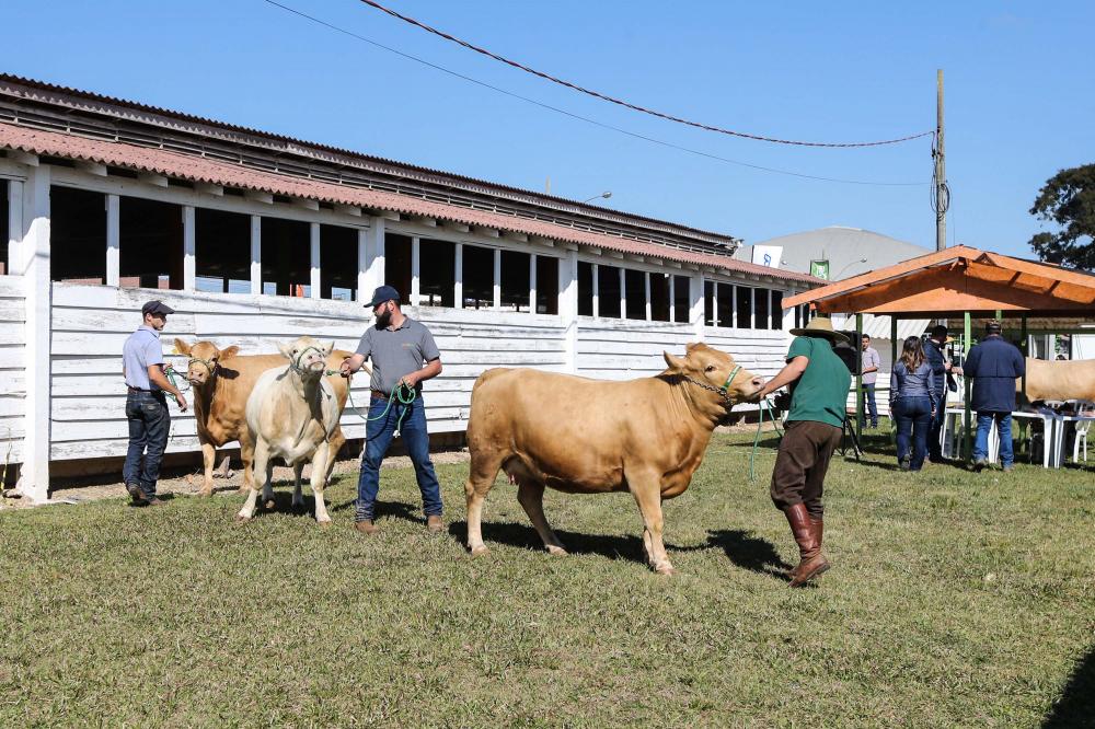 Veterinários que atuam na erradicação da brucelose devem se recadastrar neste mês na Adapar Foto: Geraldo Bubniak/AEN