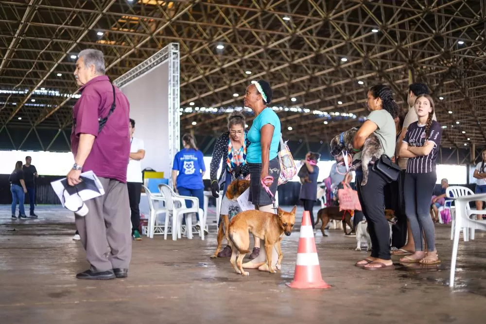 CastraPet vai beneficiar 5,4 mil cães e gatos em maio; agenda começa no feriado Foto: IAT