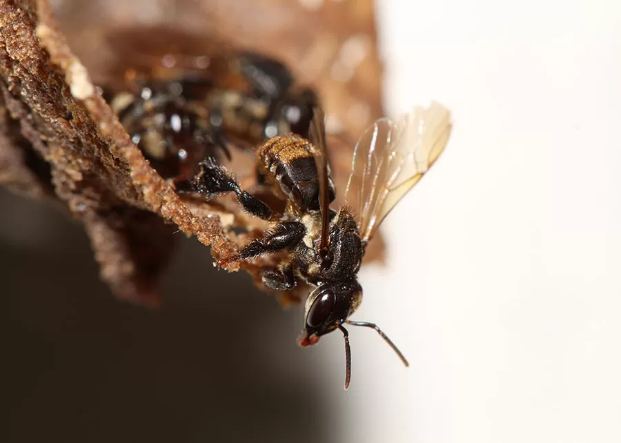 Foto: Cristiano Menezes