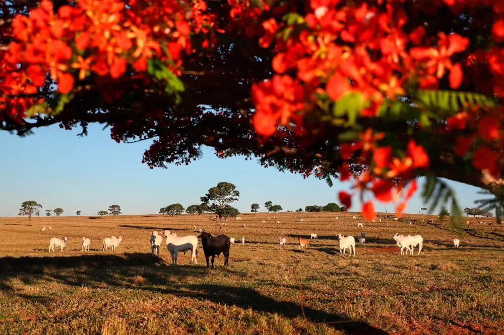 Campanha de Atualização de Rebanhos começa nesta sexta-feira (1º) Foto: José Fernando Ogura/Arquivo AEN