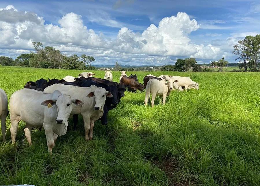 Foto: Maurílio Fernandes de Oliveira