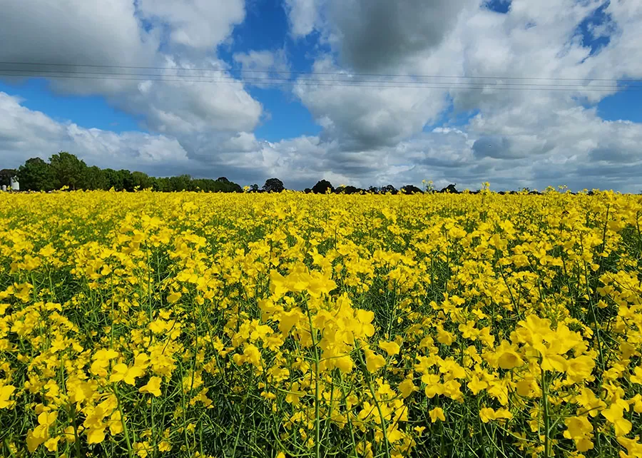 Projeto estratégico vai acelerar soluções de transição energética a partir da agricultura