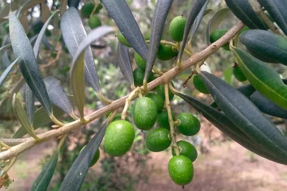 Paraná tem 69 municípios favoráveis ao cultivo de oliveiras Foto: IDR