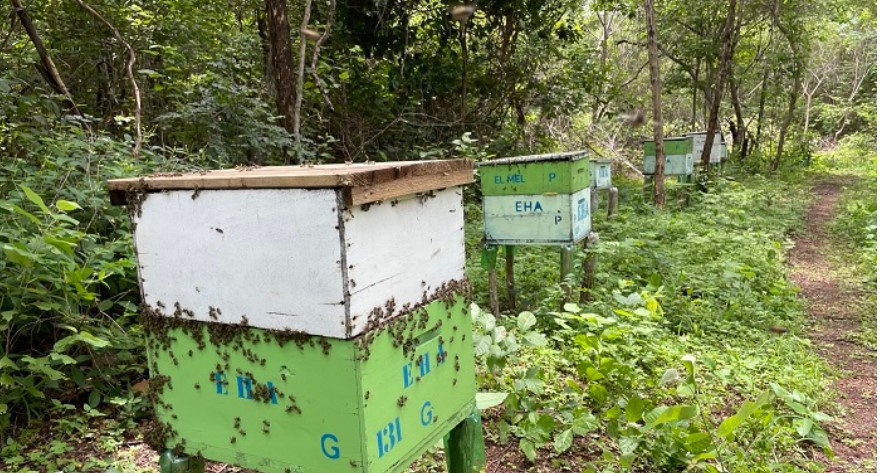 Apiário instalado em área sombreada. Foto: Eugênia Ribeiro