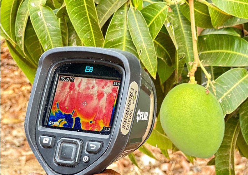 Em fruteiras, por exemplo, o excesso de calor pode causar o abortamento dos botões florais – que dariam origem aos frutos