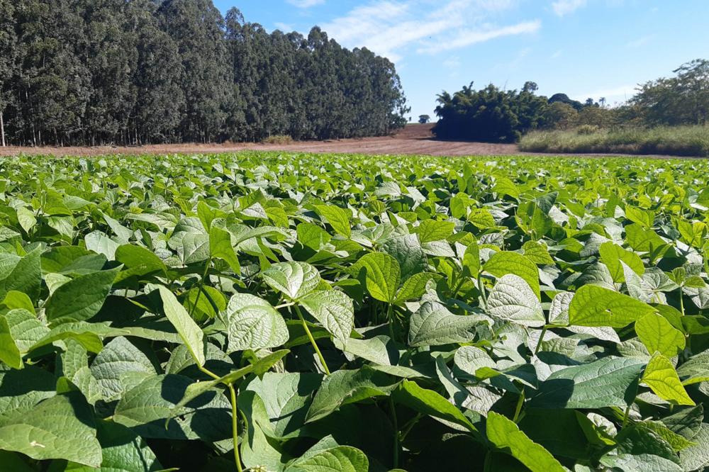 O IDR-Paraná (Instituto de Desenvolvimento Rural do Paraná — Iapar-Emater) lança a cultivar de feijão IPR Cardeal, em dia de campo no polo de pesquisa de Pato Branco (Sudoeste do Estado). Foto: IDR-PARANÁ