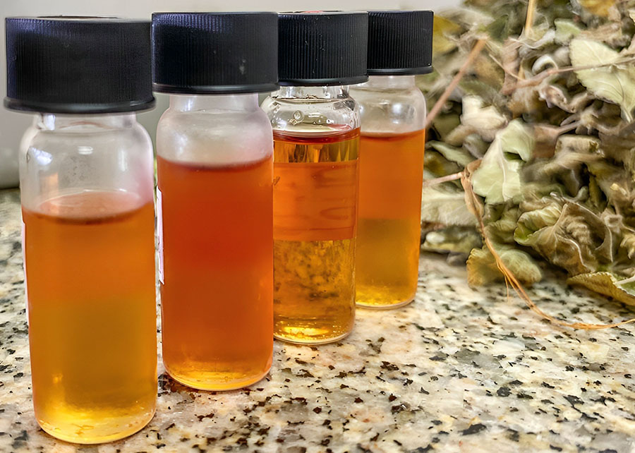 Análises demonstraram a eficácia do óleo essencial de Lippia sp. no controle de fungos e bactérias responsáveis por causar doenças em diversas culturas. Foto: Clarice Rocha