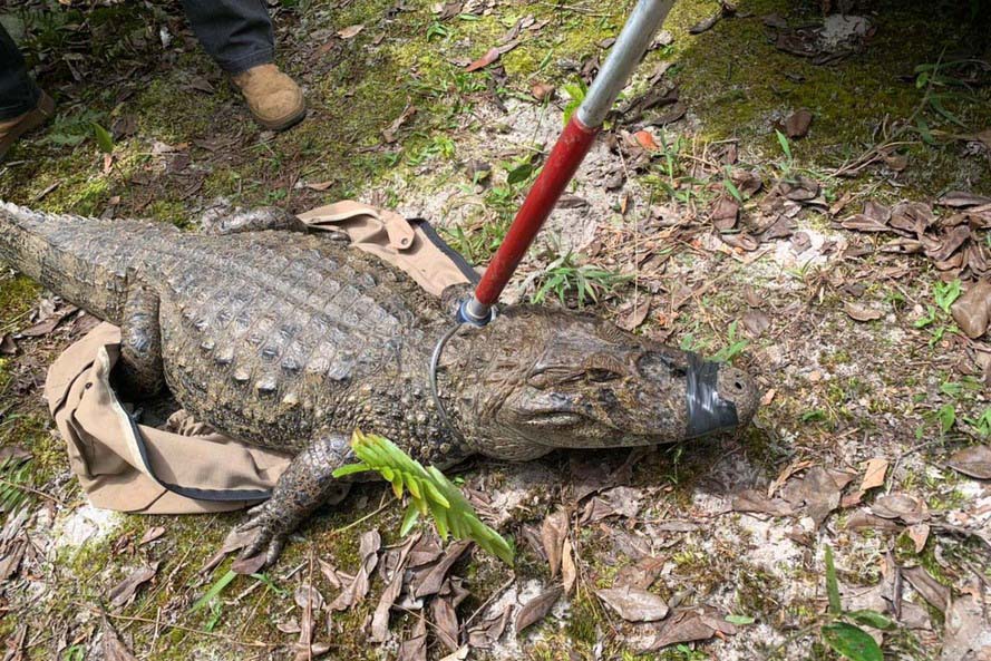 IAT padroniza ações para resgate da fauna silvestre nas cidades e suas proximidades - Foto: SEDEST-PR