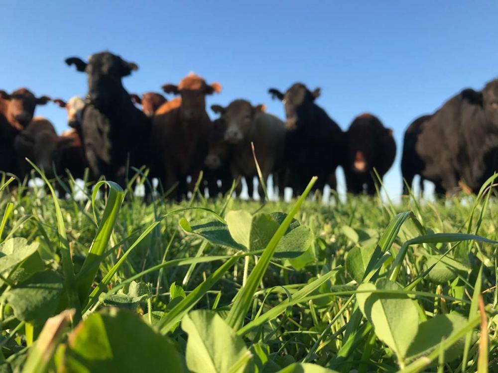 Legenda: Lavoura de carne é uma técnica que observa os conceitos da agricultura de precisão Crédito: Divulgação