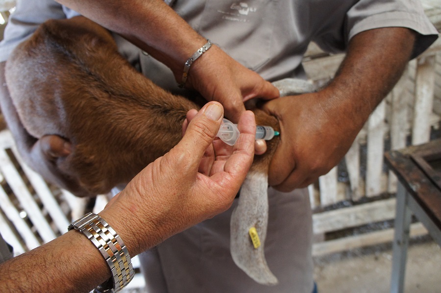 Curso traz fundamentos sobre ética para profissionais e estudantes que exerçam atividades com animais em experimentos de pesquisa