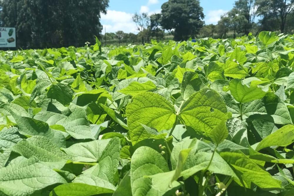 IDR-Paraná levará cultivares de feijão e soja para o Show Rural 2024 Foto: IDR-PARANÁ