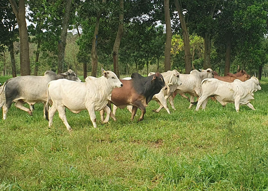 Os protocolos permitiram ganhos superiores de peso dos animais, entre 2% a 5% em relação ao manejo tradicional. Foto: Giovana Maciel