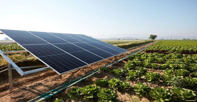 A energia agrofotovoltaica é um novo modelo que visa a produção de energia solar e a produção de alimentos, tudo na mesma área.