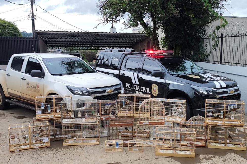 IAT de Pato Branco resgata 39 aves da espécie Azulão em criadouro irregular Foto: IAT-Pato Branco