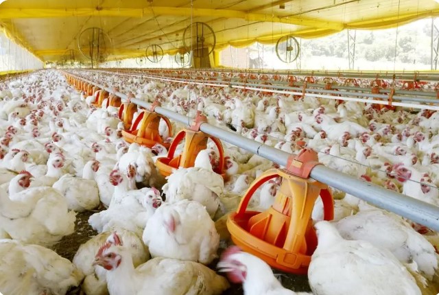 Legenda: Avicultura é uma das principais atividades rurais do Oeste do Paraná Crédito: Assessoria