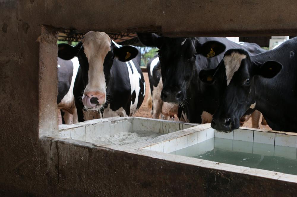 (Foto: Divulgação)