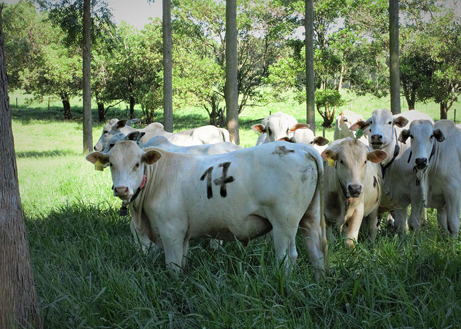 Foto: Juliana Sussai