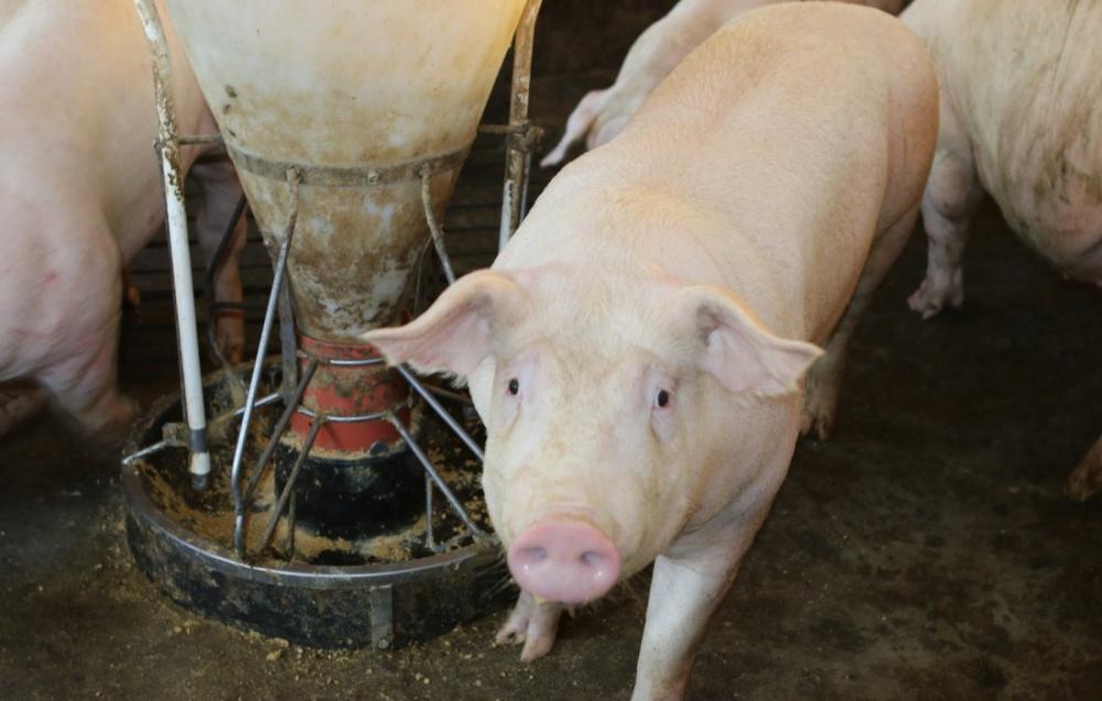 Manejo alimentar adequado potencializa resultados na suinocultura