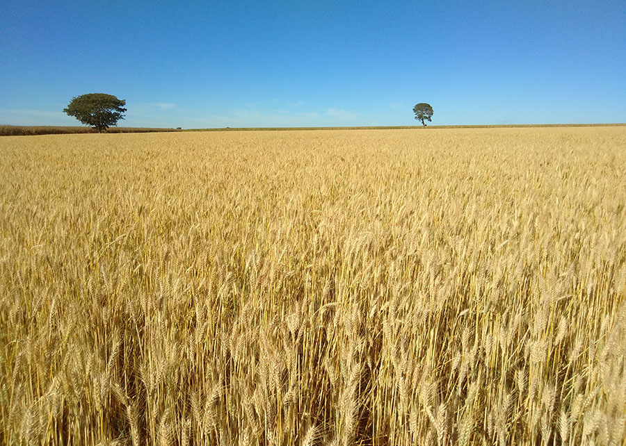 Cultivar de trigo tropical da Embrapa tem rendimento 12% superior em anos secos