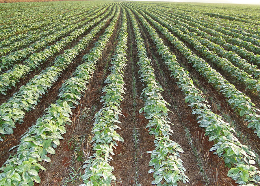 No AnteciPasto, parte do período do plantio da forrageira ocorre em cultivo consorciado na entrelinha da soja, sem prejuízo à produtividade da oleaginosa