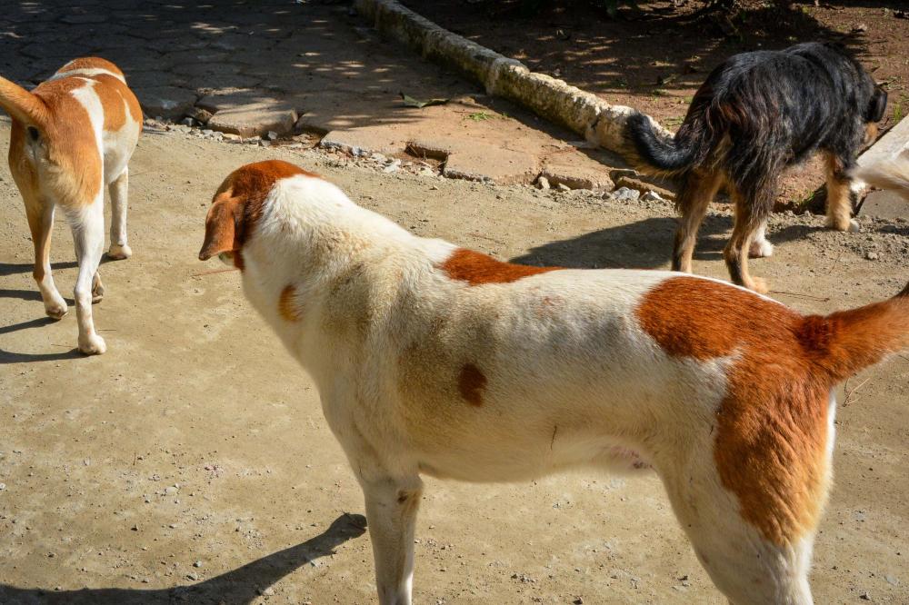 Nova fase do CastraPet vai atender mais de 30 mil cães e gatos em 165 cidades do Paraná Foto: Policia Penal do Paraná