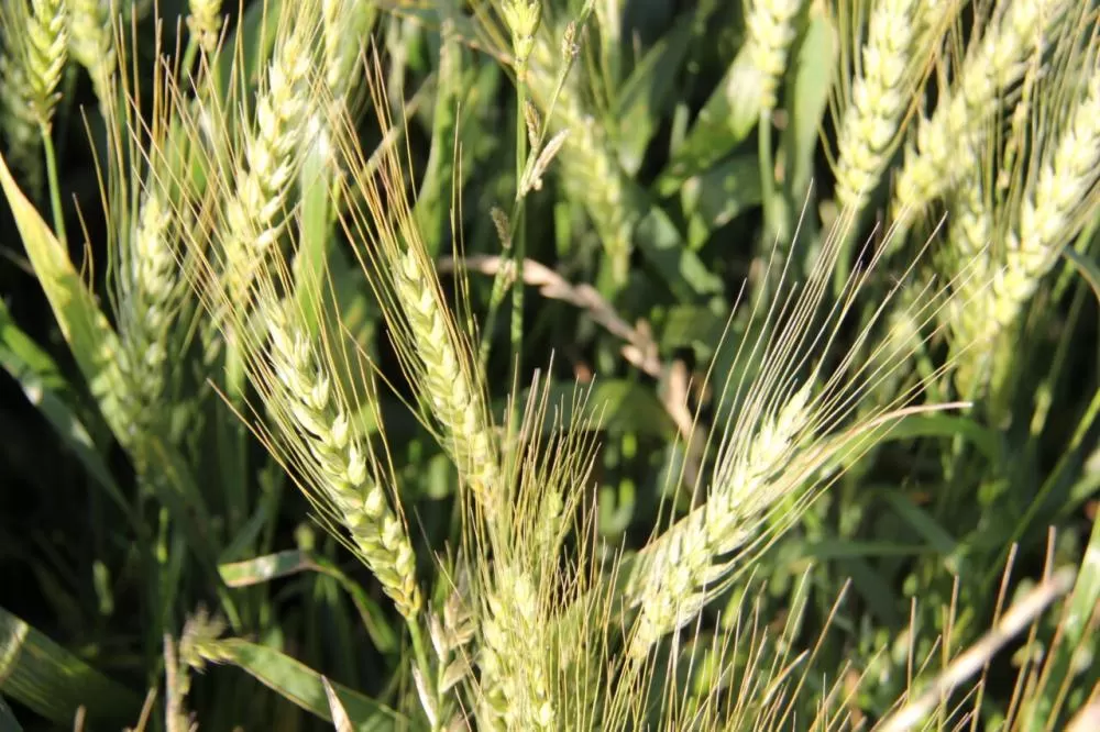 Legenda: A triticultura nacional vem em uma onda crescente nos últimos anos Crédito: Assessoria