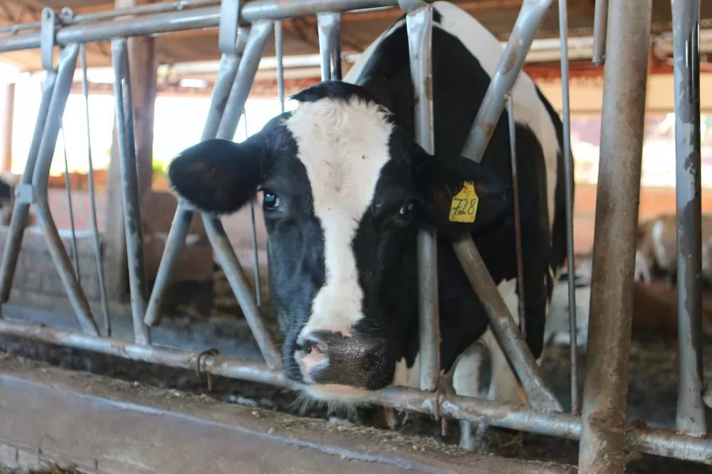 (Foto: Divulgação)