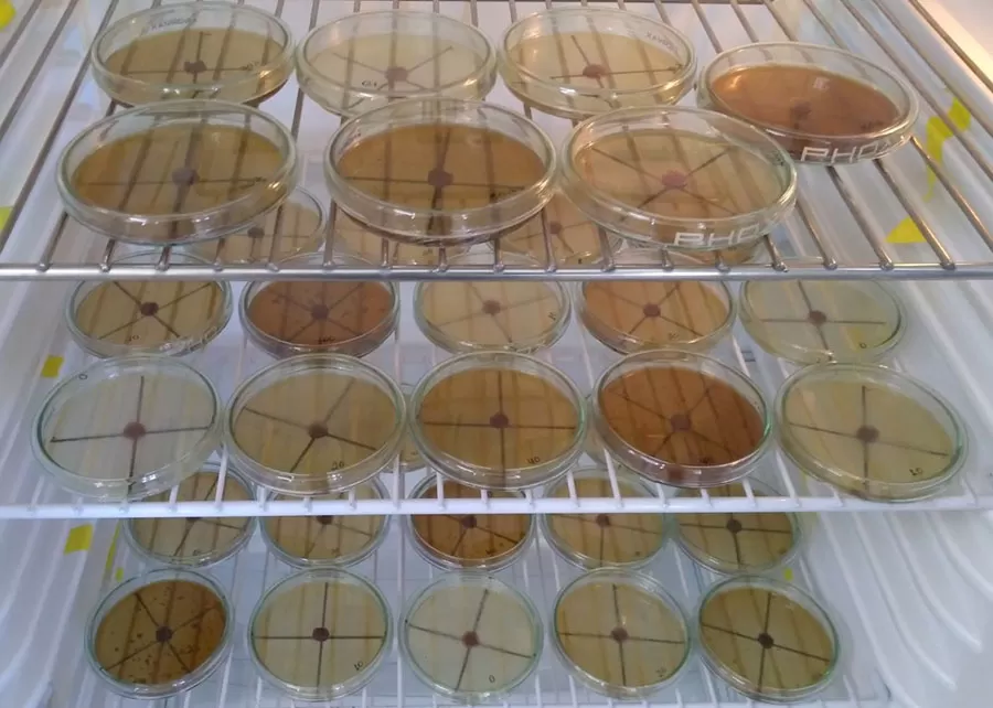 Estudo do efeito do extrato aquoso de excrementos no crescimento micelial de Fusarium oxysporum f. sp. lycopersici corrida 3
