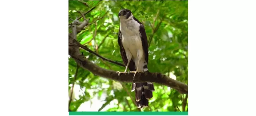 - Falcão-relógio. Foto: Divulgação/João Francisco.