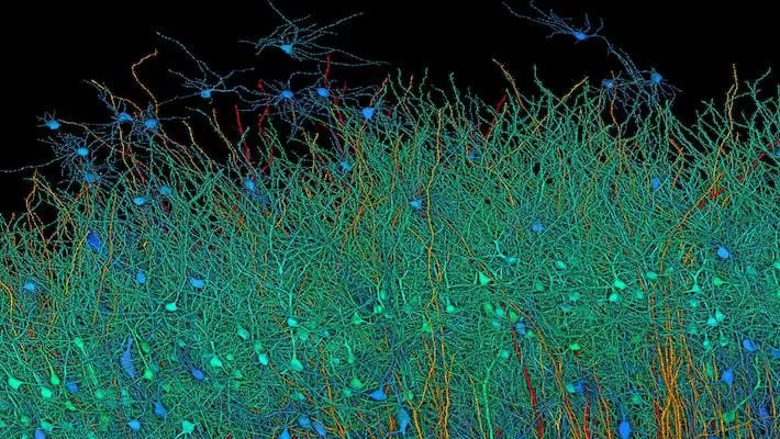 Pesquisadores de Harvard e Google criaram maior mapa de conexões do cérebro com 1 milímetro cúbico de tecido cerebral Foto: Google Research & Lichtman Lab (Harvard University)/Renderizado D. BergerD © Fornecido por Estadão