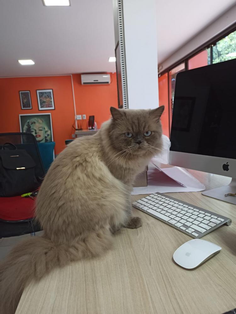 (Foto: Divulgação)